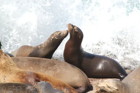 San Diego - La Jolla-1
