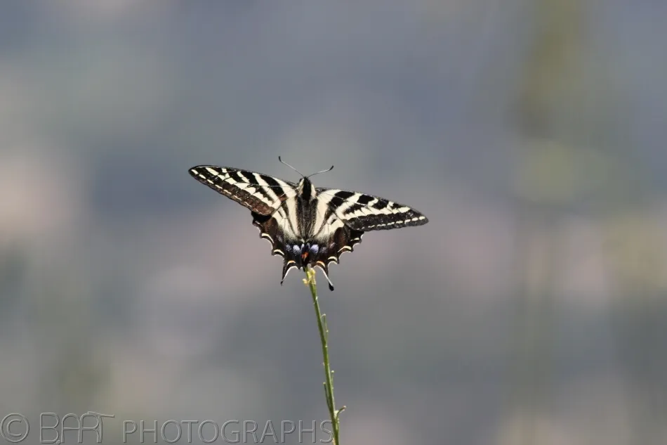 San Diego - Palomar Mountain-1