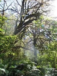 Oregon & California - Coos bay & Redwood National Park-1