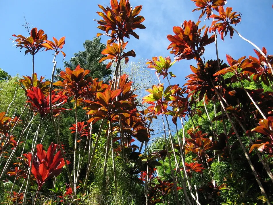 Hawaii - Maui-4