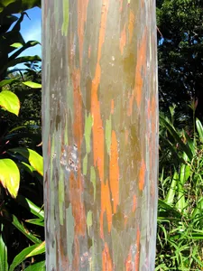 Hawaii - Maui-7