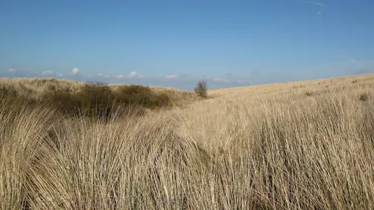 Kinderdijk-0