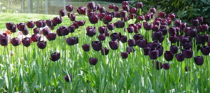 Lisse - Bloemenpark Keukenhof-0