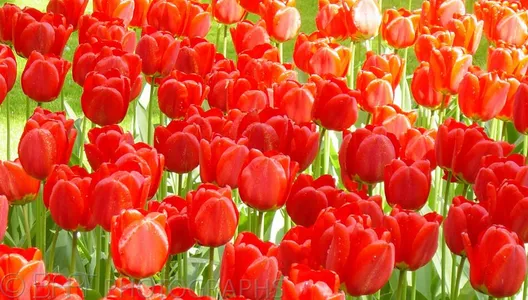 Lisse - Bloemenpark Keukenhof-2