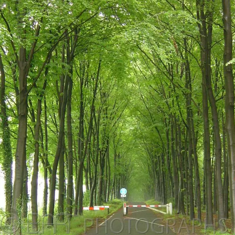 Oosterbeek-0
