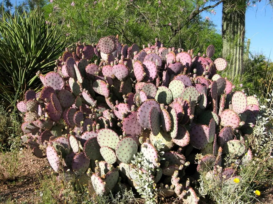Arizona - Phoenix-5