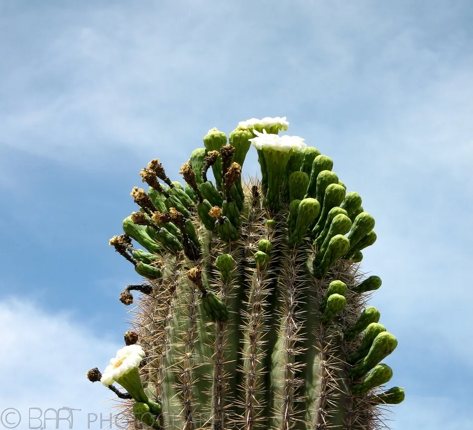 Arizona - Phoenix-6