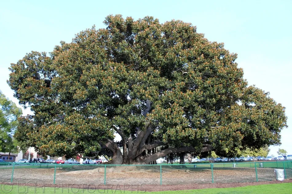 San Diego-1
