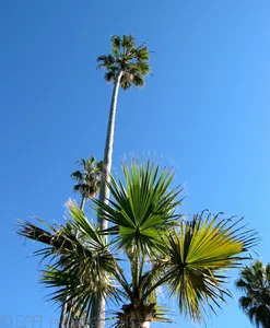 San Diego-6