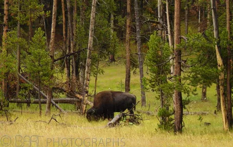 Montana - Yellowstone-7
